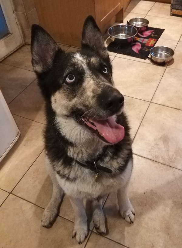 Celyn GSD cross husky looking for a new home