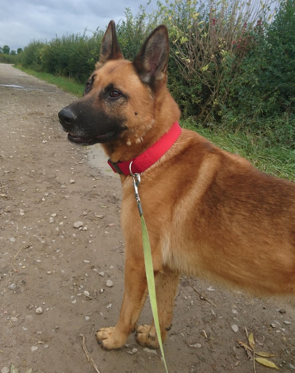 Cesar handsome GSD looking for a new home
