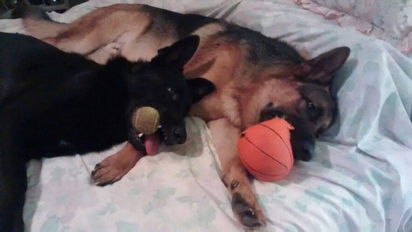 Charlie and Aflie GSD brothers with their toys