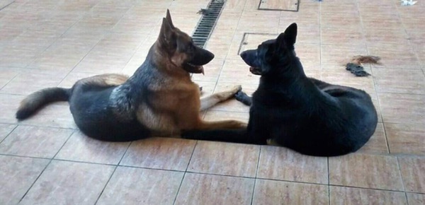 GSD brothers Charlie and Alfie
