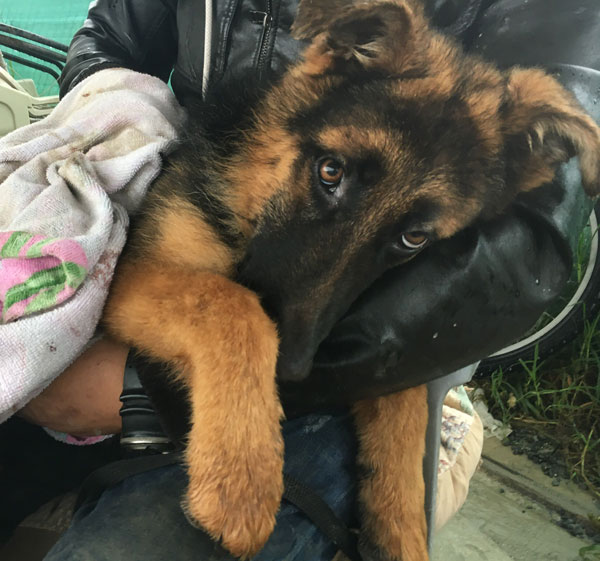 Young GSD terrified after being left in the pound