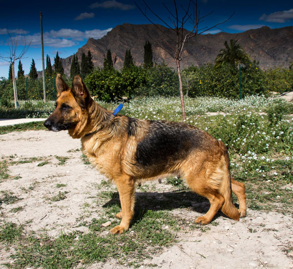 China older GSD looking for a home