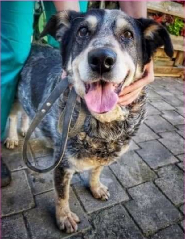 Christabel older rescue dog needs a loving new home