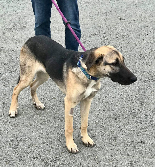 Churchill young gsd in Cyprus looking foir a new home