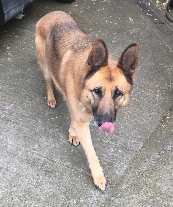 Cleopatra beautiful GSD looking for a new home
