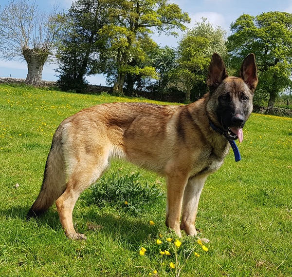 Dakota Malinois looking for a new home