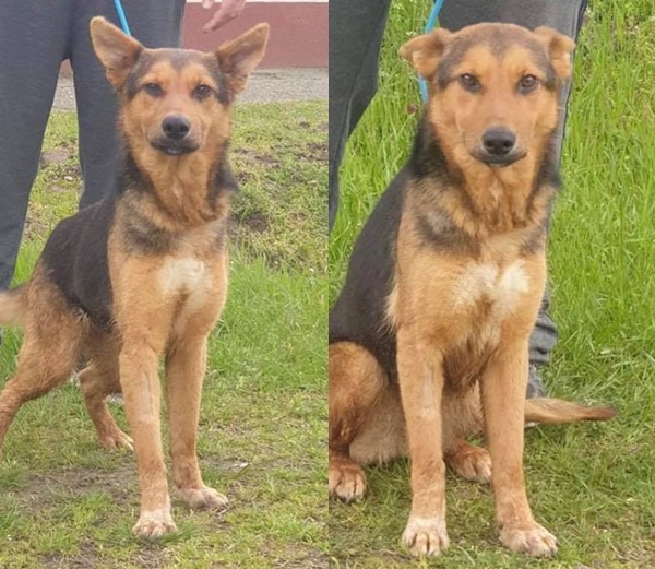 Darcy and Jess GSD Crosses Need A Loving Home Together