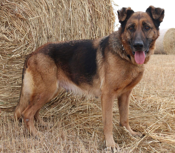 Delilah gsd needing to find a new home