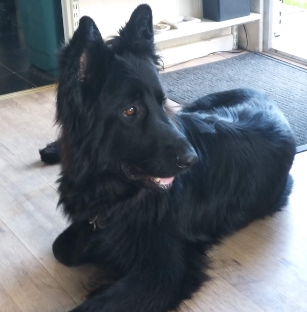 Dexta large black german shepherd looking for a new home