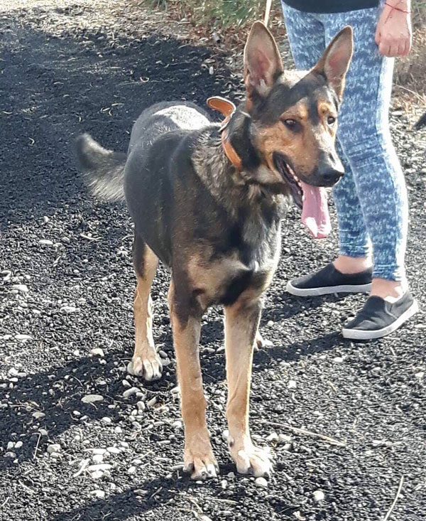 GSD in rescue in Cyprus