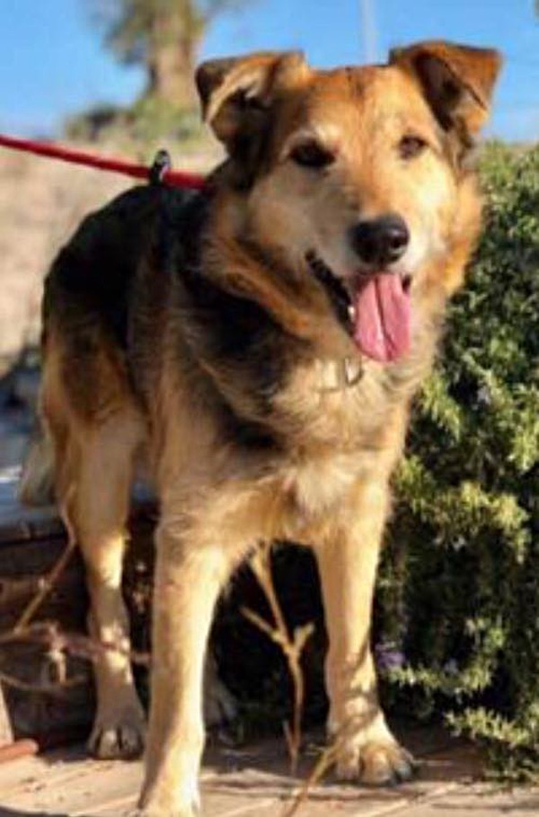 Diesal the gsd cross needs a new home