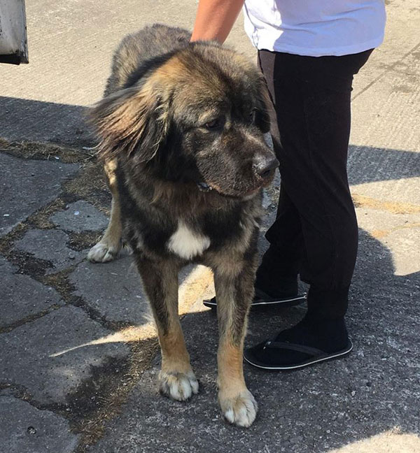 Diesel Caucasian Shepherd