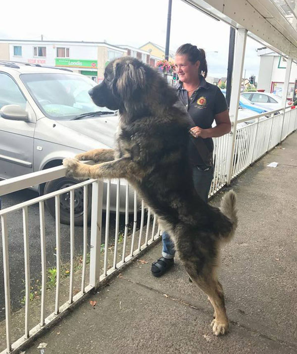 Diesel caucasian shepherd off to be castrated