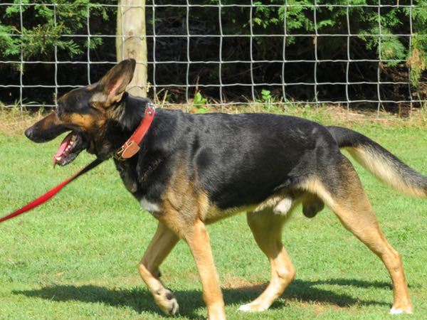 Doggo the gsd looking for a new home