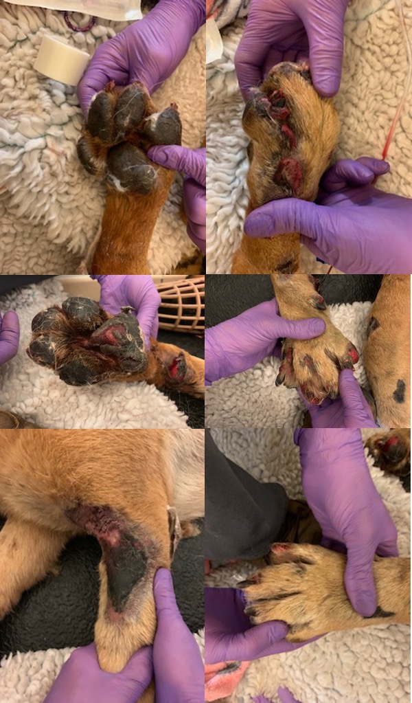 Terrible injuries in a dog dragged by a car