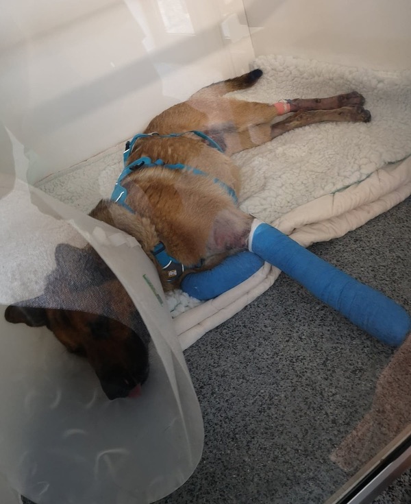 A German Shepherd that jumped from a car on the motorway sustaining terrible injuries