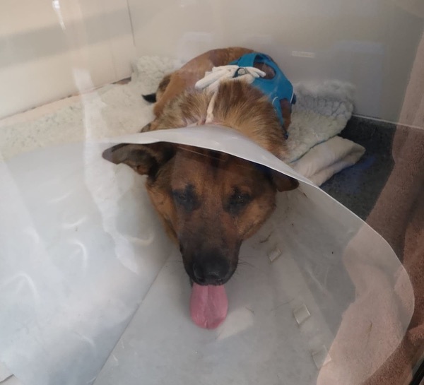 gsd with terrible injuries after a car accident