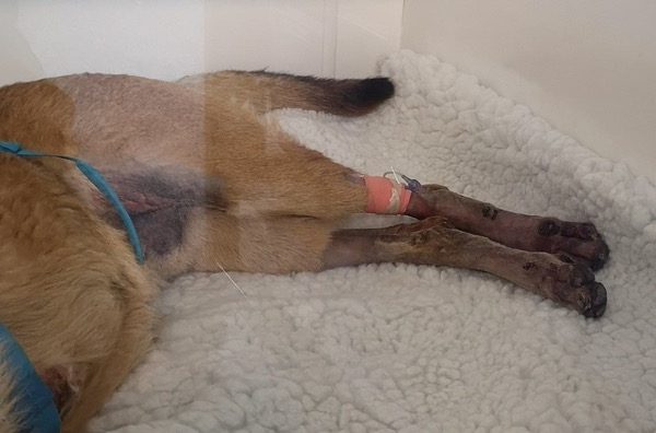dogs injuries caused by being dragged by a car at high speed