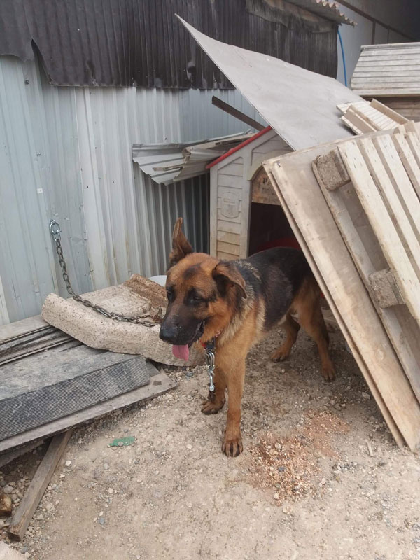 Drake GSD in a crowded pound