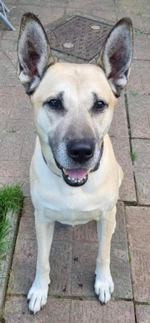 Gorgeous Duke GSD cross urgently needs a new home