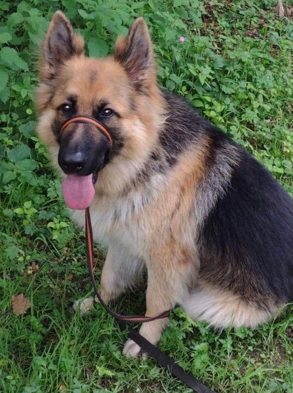 Duke GSD needs a new home