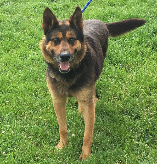 Duke German Shepherd looking for a home