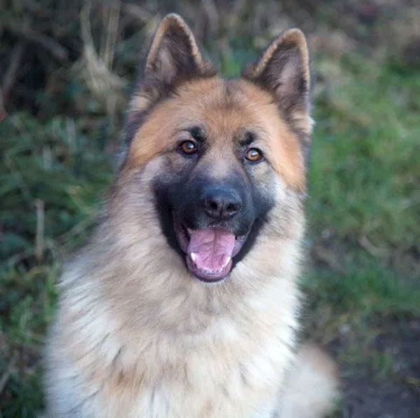 Dutch young GSD looking for a new home