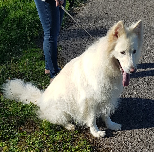 white german shepherd looking for a new home