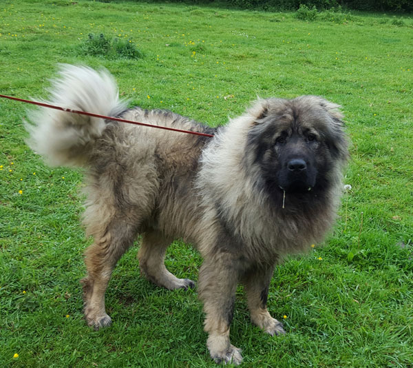 Eumo Caucasian Shepherd looking for a home