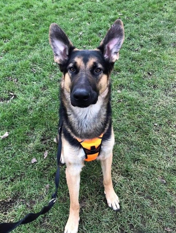 Fergus GSD needs a new home