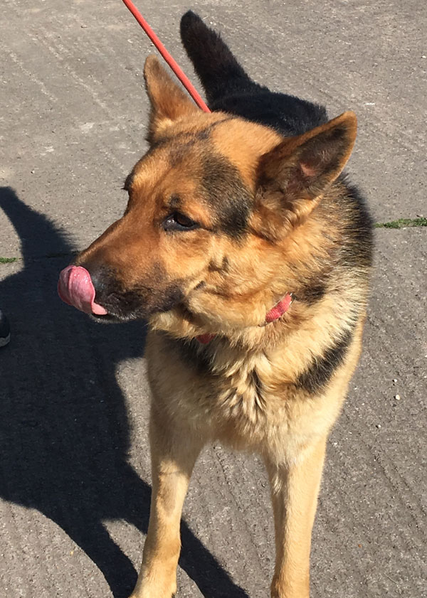 Finlet the GSD - a gentle giant