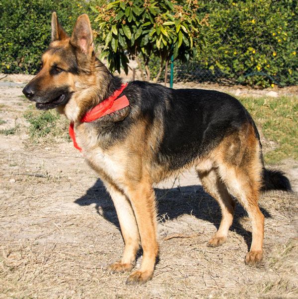 Floky Spanish stray GSD looking for a home