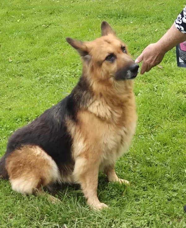 Flower GSD needs a new home after her owner died
