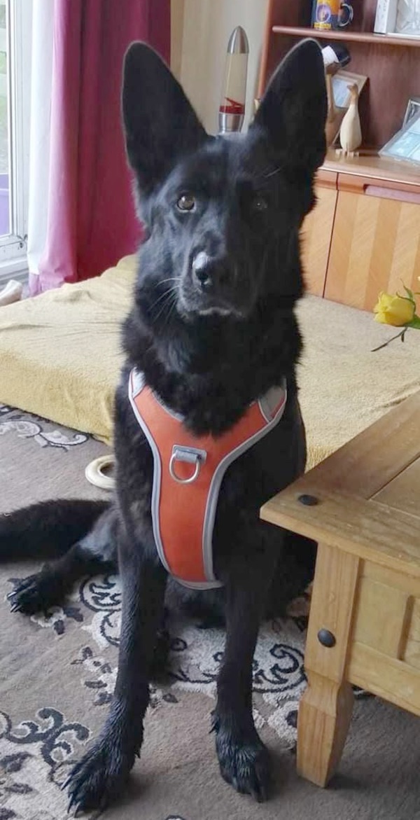 Freddie black GSD needs a new home urgently