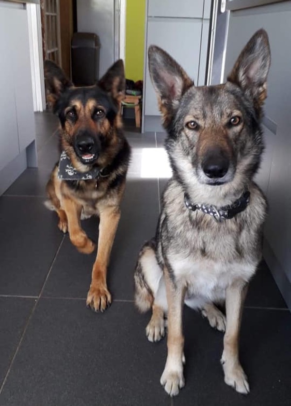 Freya and Sloki need a new home