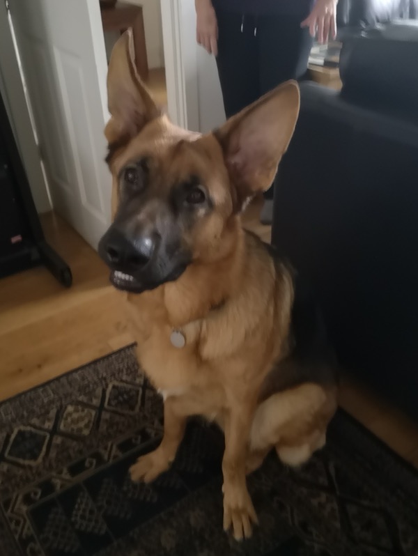 George young GSD with enormous ears