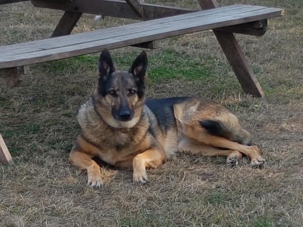Mature GSD Georgia looking for a forever home