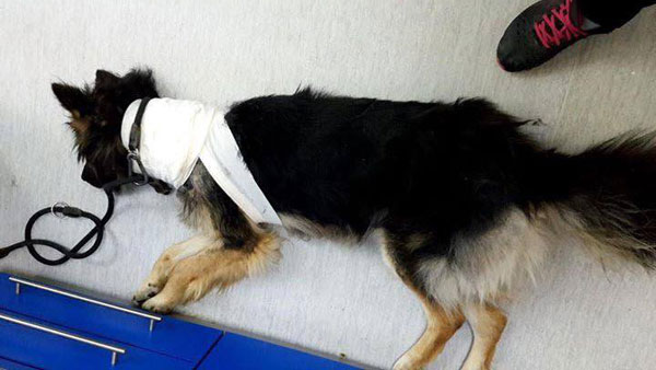 gerry the GSD after the dog attack recovering