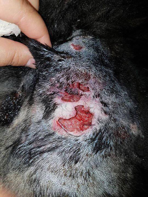 injuries to neck after dog attack