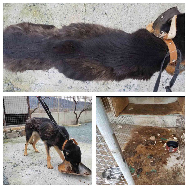 Gerta german shepherd neglect case