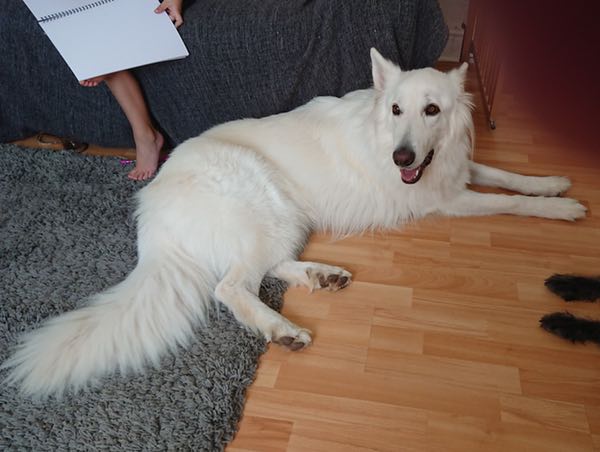 Ghost white gsd looking form a new home