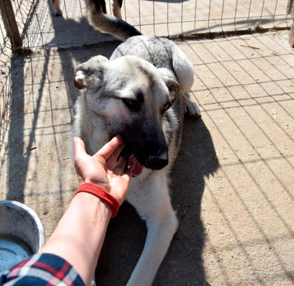 gloria young GSD from Romania looking for a home