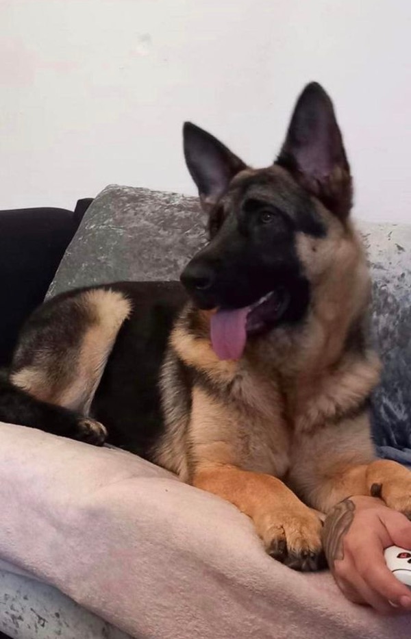 Young GSD Grace needs a new home
