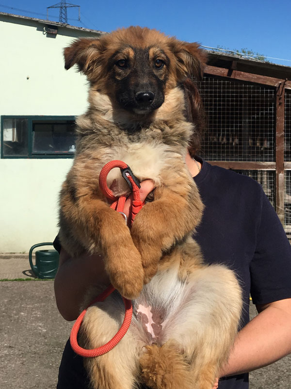 Gracie GSD cross puppy