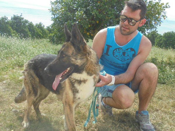 gretel abandoned gsd looking for a home