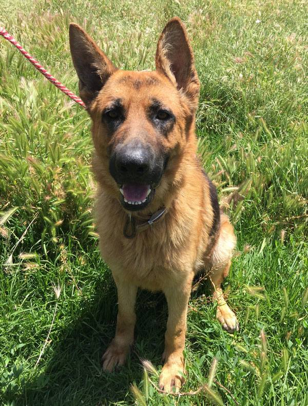 Handsome Hans Abandoned GSD