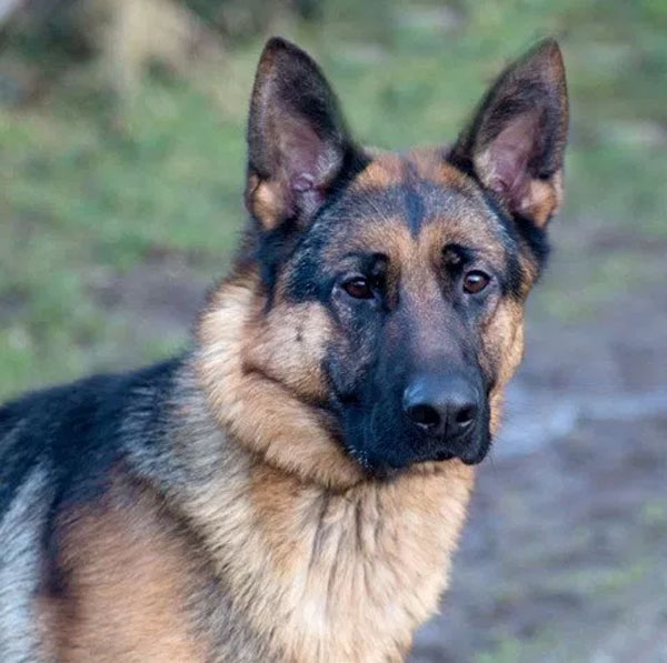 Harley young GSD looking for a new home