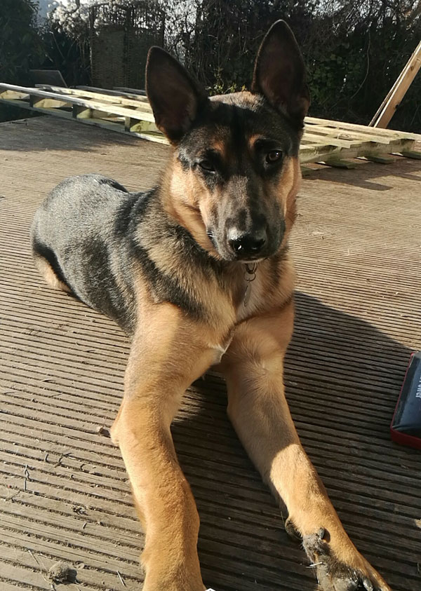 Harper the GSD sunning himself