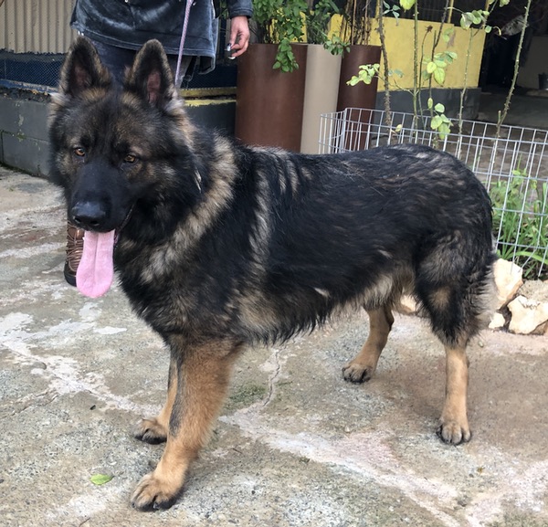 Hatchi GSD looking for a new home