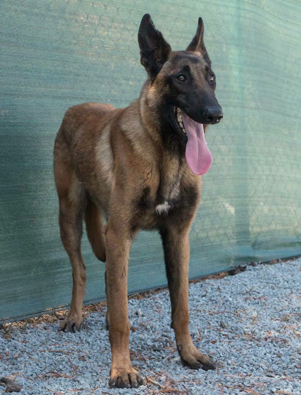 Youn Malinois looking for a home